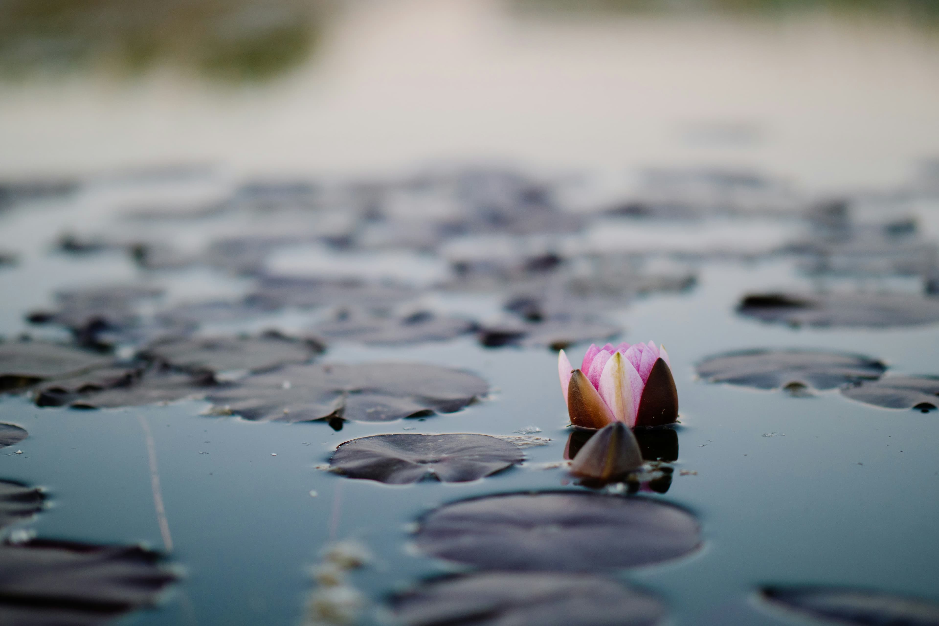 Water flower floating on calm water